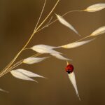 ladybug, insect, animal-6952412.jpg